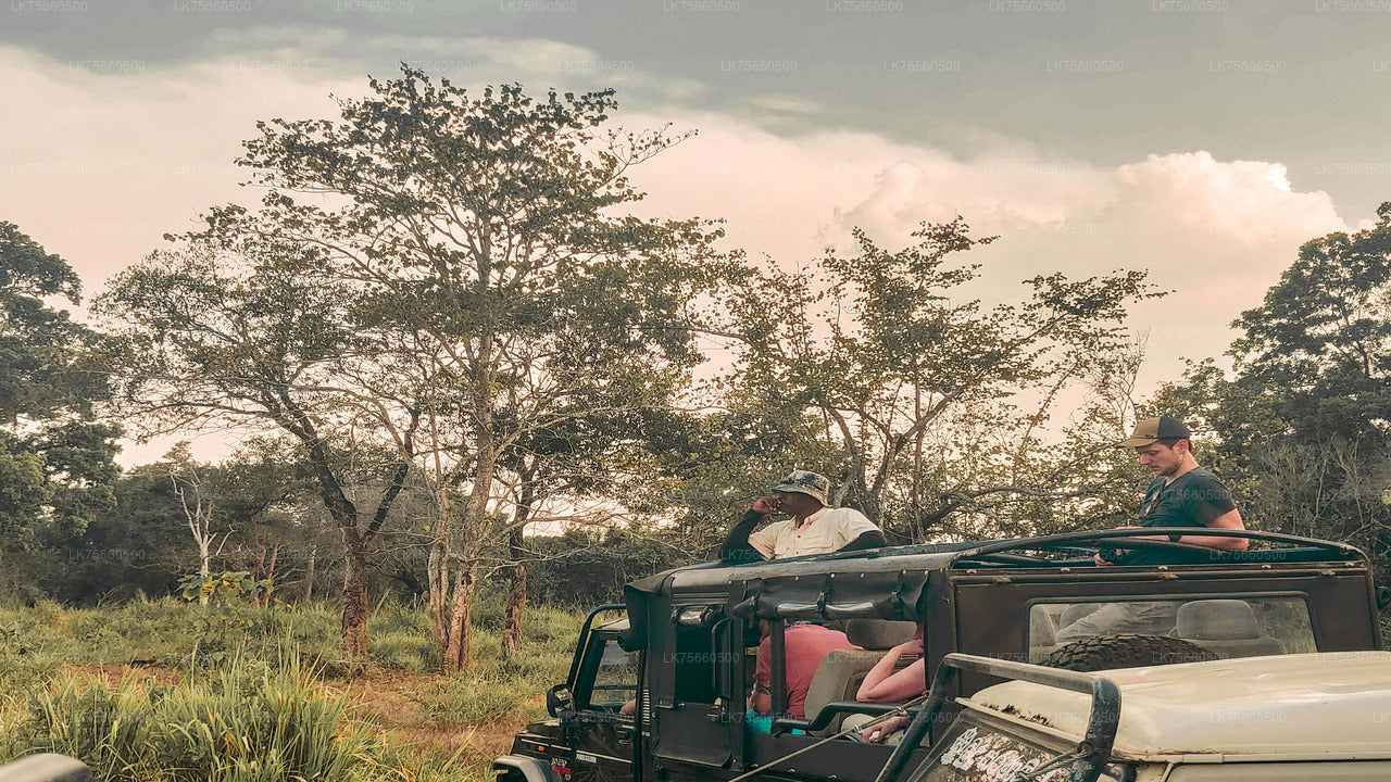 Safari de observación de aves en el Parque Nacional Udawalawe desde el monte Lavinia