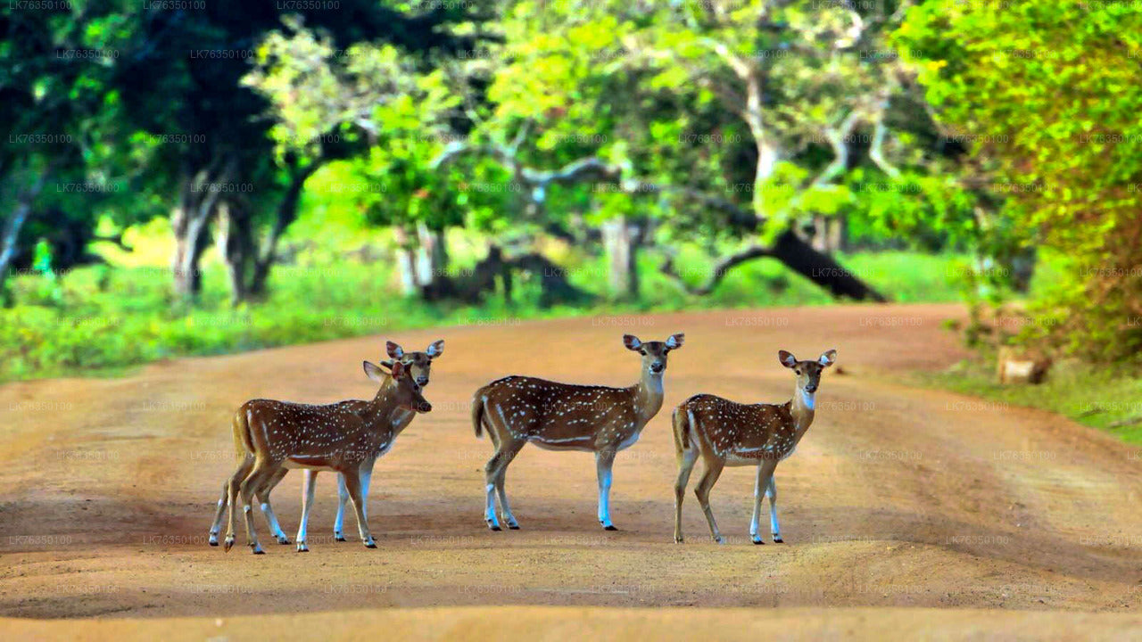 Paseo en barco por el lago Tissamaharama