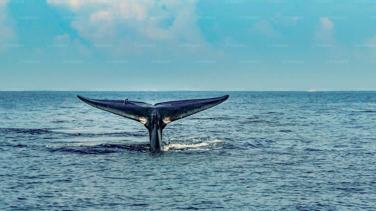 Crucero al atardecer para avistar ballenas desde Mirissa