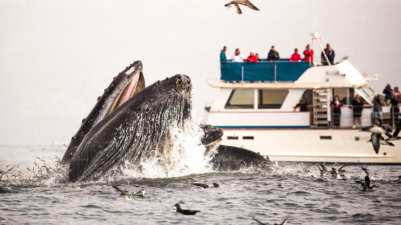 Crucero al atardecer para avistar ballenas desde Mirissa