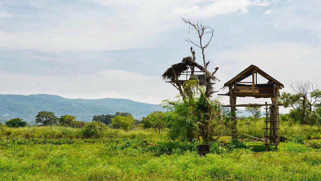 Experiencia de almuerzo en Chena desde Tissamaharama