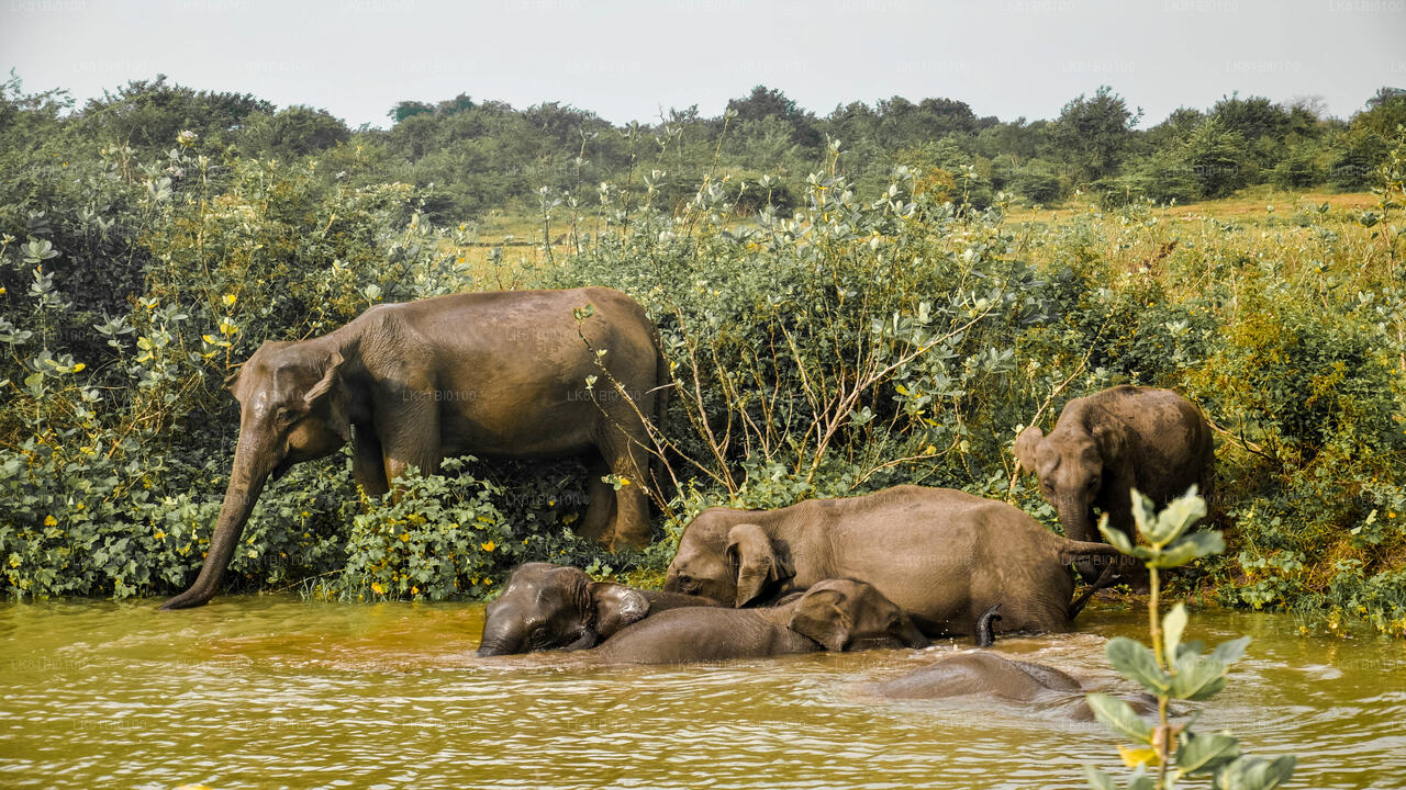Safari en el Parque Nacional de Udawalawe desde el puerto de Hambantota