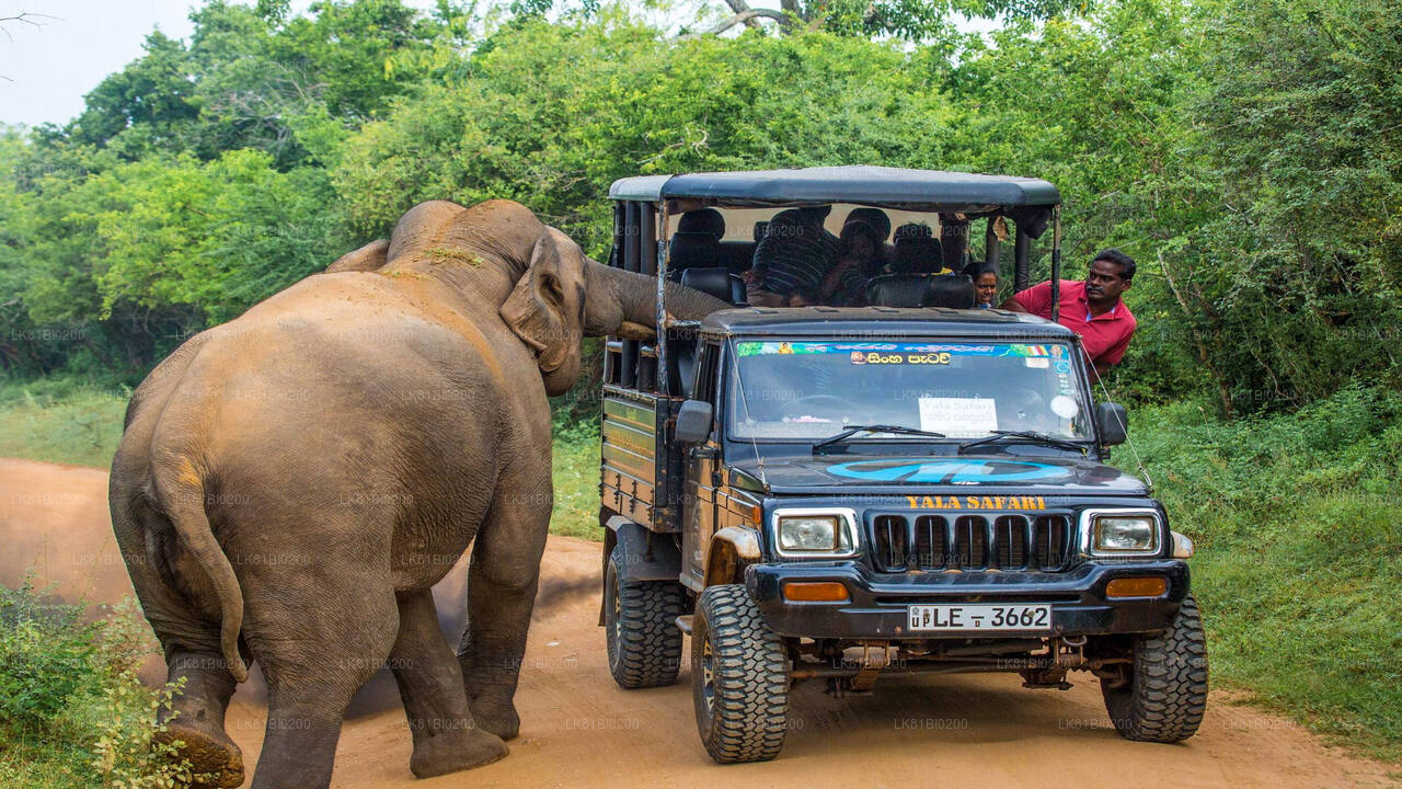 Safari en el Parque Nacional Yala desde el puerto de Hambantota