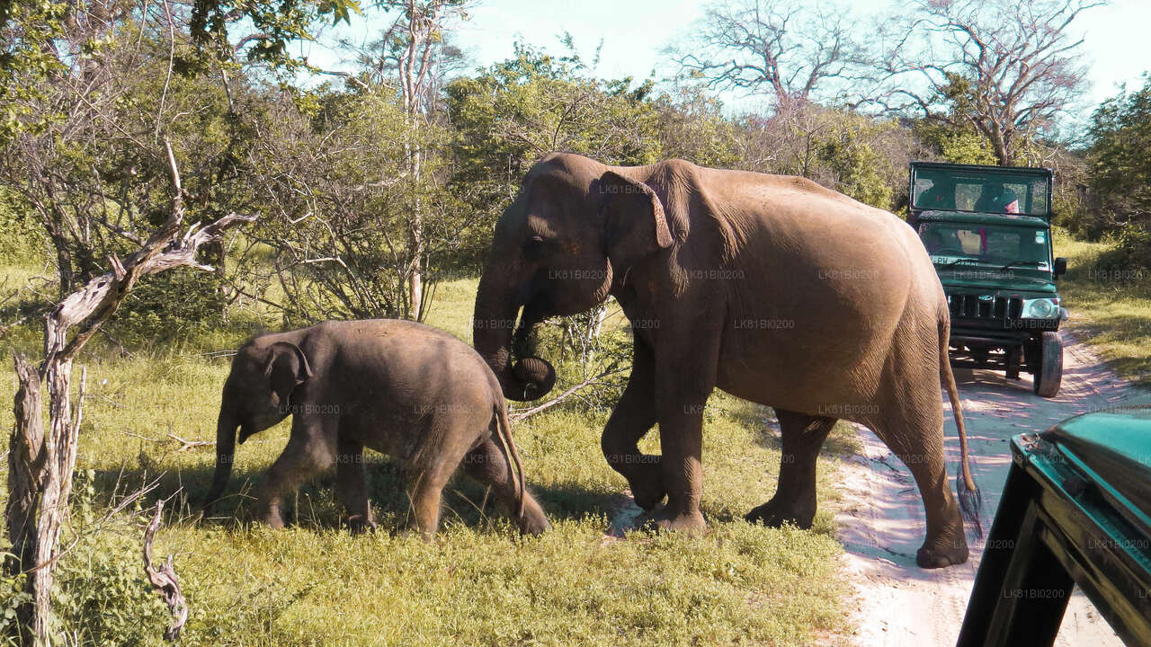 Safari en el Parque Nacional Yala desde el puerto de Hambantota