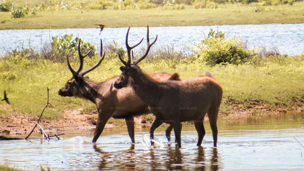 Safari en el Parque Nacional Yala desde el puerto de Hambantota