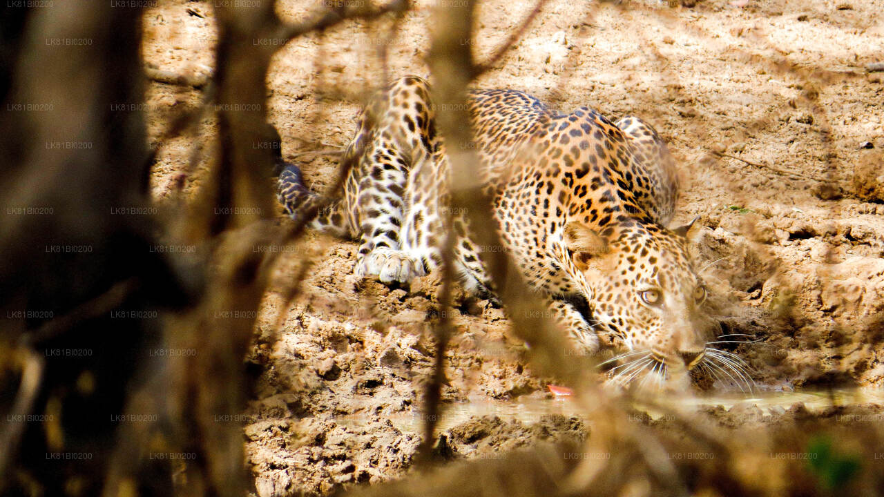 Safari en el Parque Nacional Yala desde el puerto de Hambantota