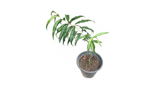 Lakpura Peach Layered Plant