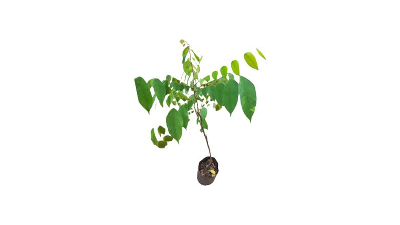 Lakpura Star Fruit (Pani Kamaranga) Grafted Plant