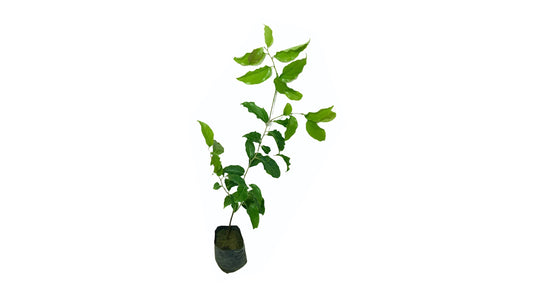 Lakpura Thai Ugurass (Small) Layered Plant
